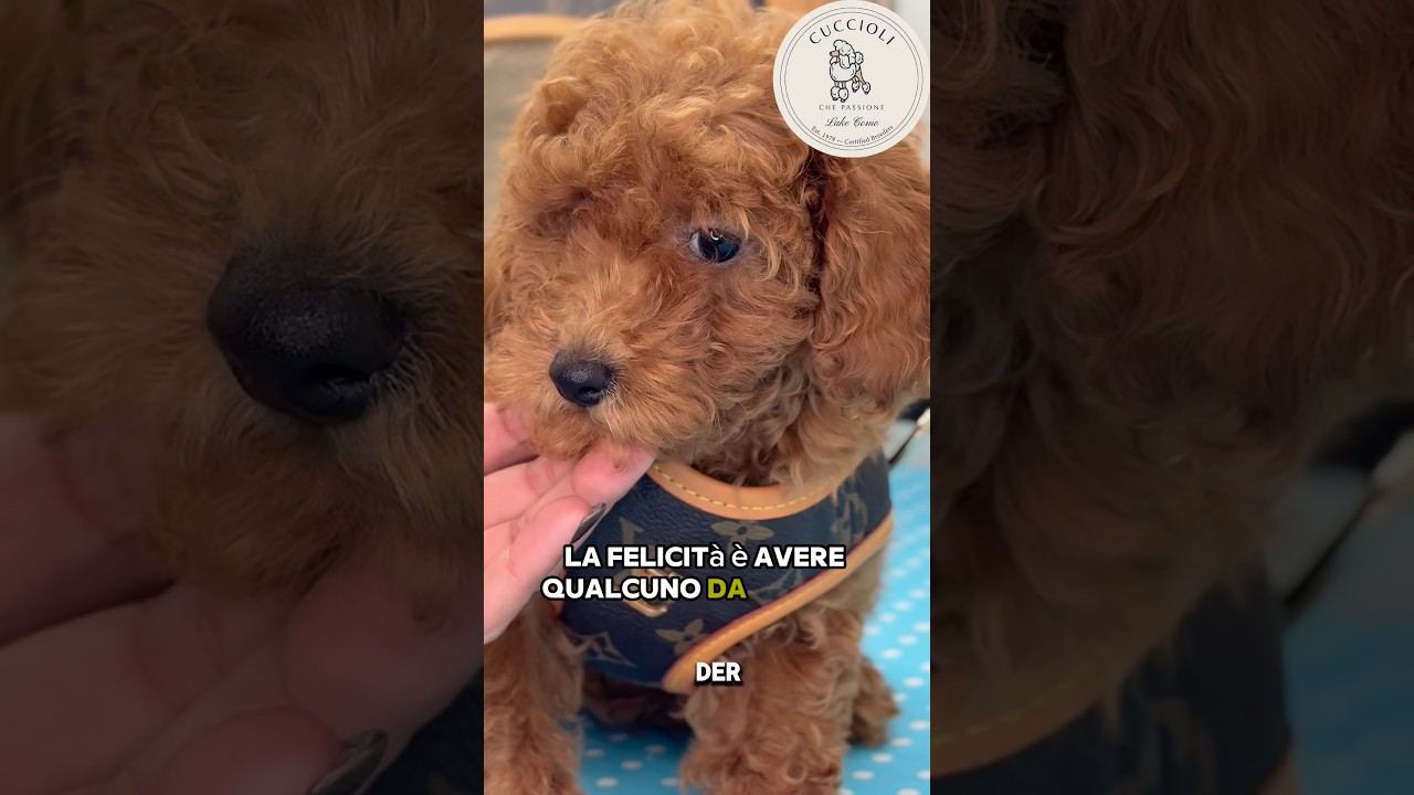 Ettore, barboncino toy maschio