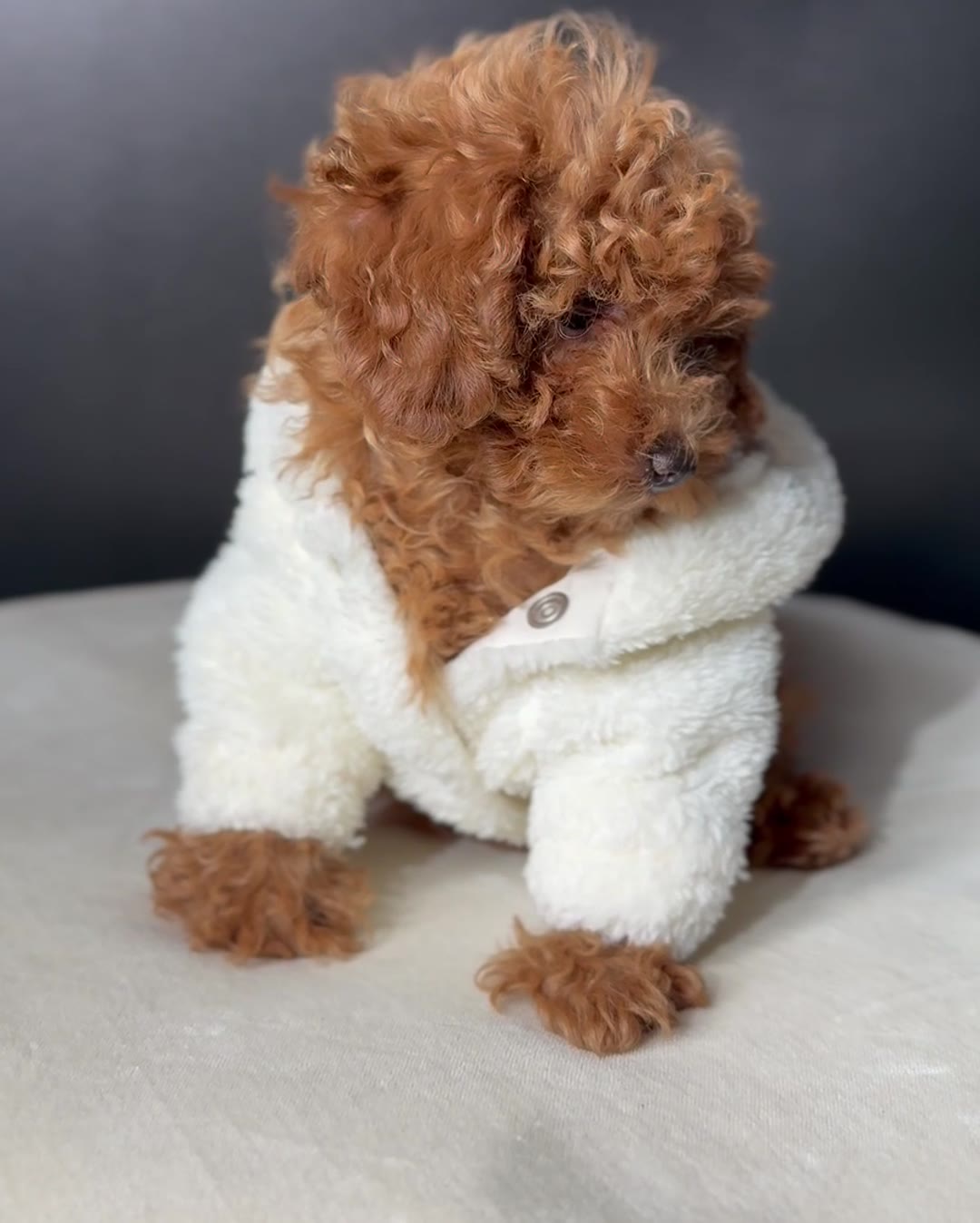 Cucciolo di barboncino toy con cappottino bianco